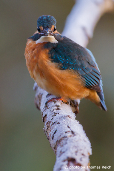 Common Kingfisher beady eyes
