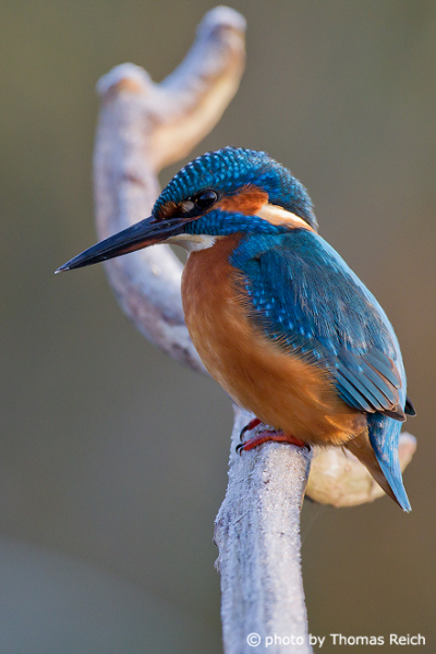 Close-up side view of a wild River kingfisher bird