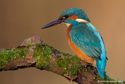 Close up of Common Kingfisher