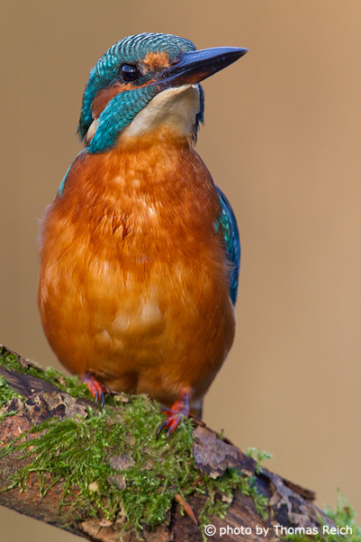 Common Kingfisher wild bird