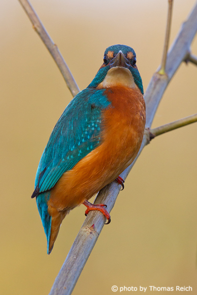 Common Kingfisher bird with white throat