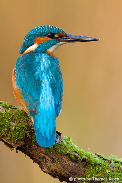 River Kingfisher appearance