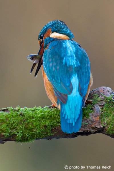 Common Kingfisher fish eaters