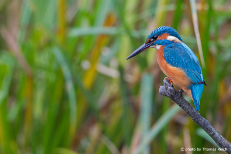 Common Kingfisher resting on branch