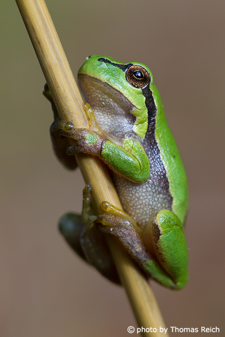 European Tree Frog climbs