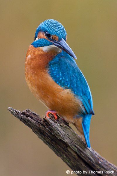 Common Kingfisher tones