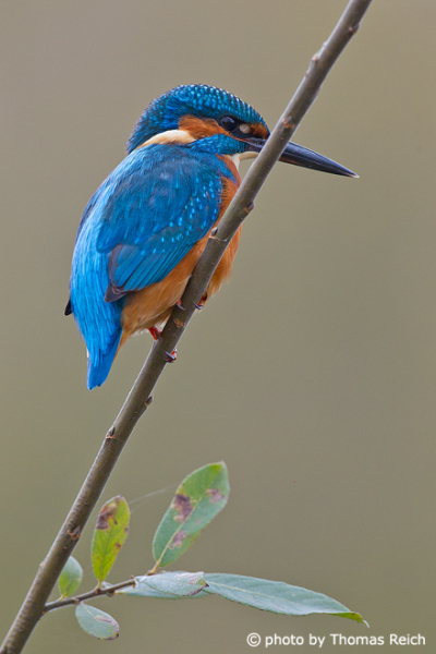 River Kingfisher Closeup