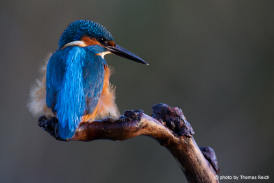 Common Kingfisher moulting