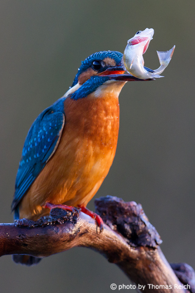 Common Kingfisher catched fish