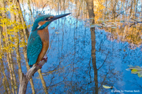 Common Kingfisher at a pond in the forest