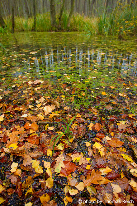 Carr landform in autumn with wet leaves