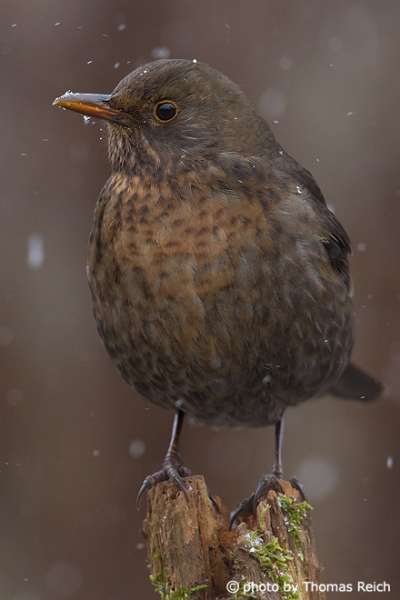 Common Blackbird in the snow