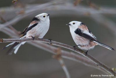 Long-tailed Tits couple