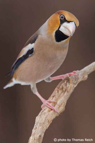 Hawfinch curious