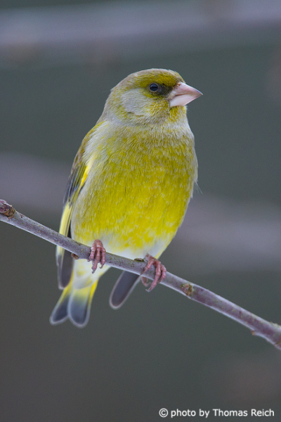 European Greenfinch front view