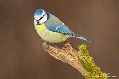 Blue Tit a garden bird