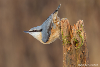 Eurasian Nuthatch looking for food