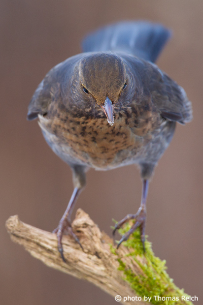 Common Blackbird foraging