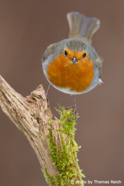 European robin from the front