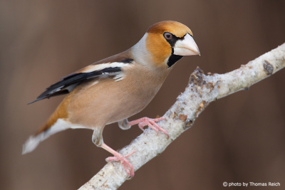 Hawfinch strong conical beak