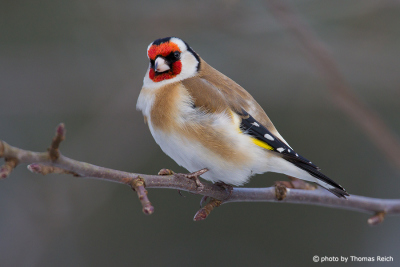 Goldfinch chest feathers