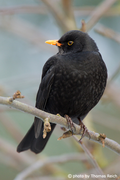 Common Blackbird orange beak