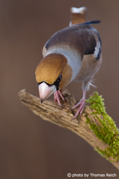 Hawfinch before the flight