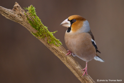 Hawfinch sits on a branch