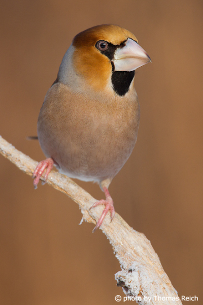 Hawfinch eating seeds