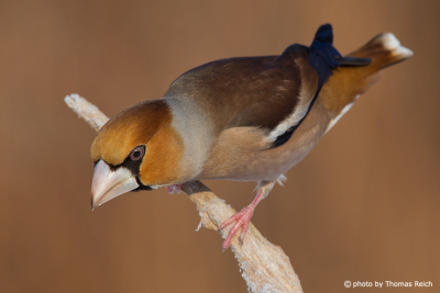 Hawfinch searching for food