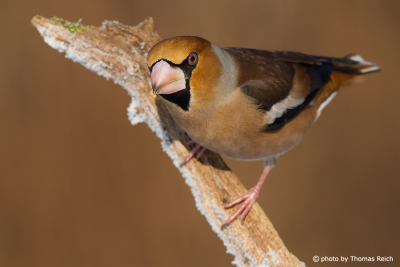 Hawfinch back from flying