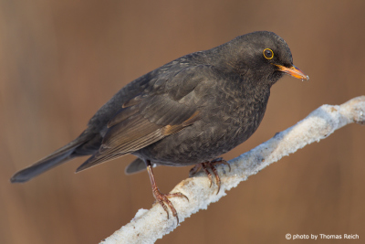 Common Blackbird sits on a frozen branch