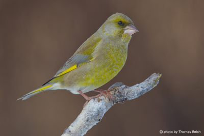 Size of European Greenfinch