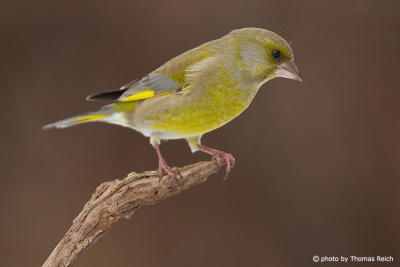 European Greenfinch looking for food