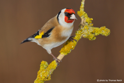Goldfinch red head