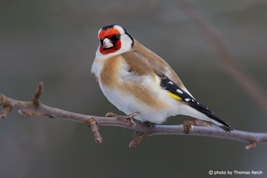Goldfinch chest feathers