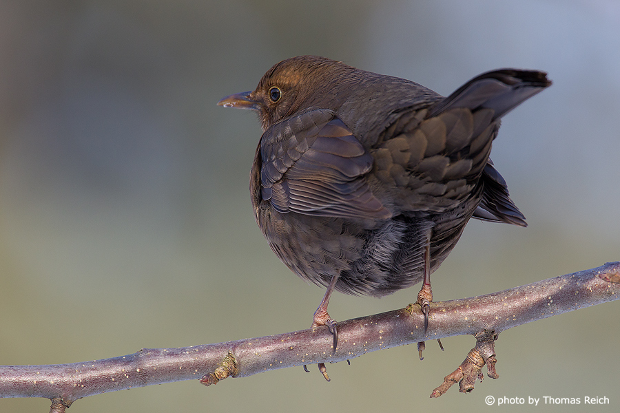 Female Common Blackbird from behind