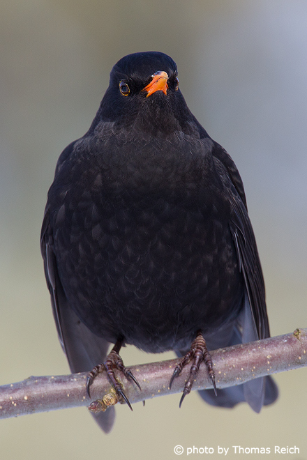 Blackbird male black plumage