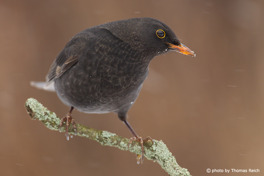 Male Common Blackbird Song