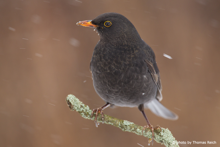 Common Blackbird in winter
