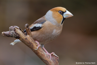 How a Hawfinch look like