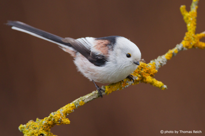 Long-tailed Tit with white head