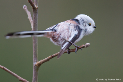 Long-tailed Tit cleaning plumage