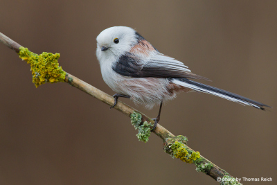Long-tailed Tit call