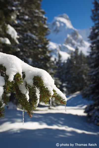 Snow covered fir branch in the mountains