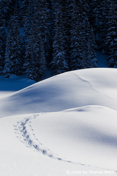 Snowshoe trails in Winter