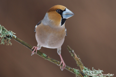 Weight of Hawfinch