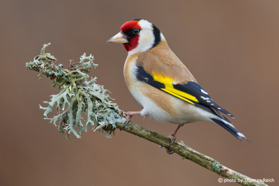 Goldfinch bird portrait