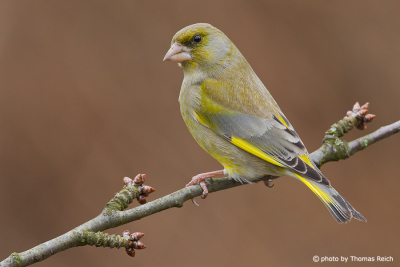 European Greenfinch sits on branch