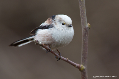 Long-tailed Tit song